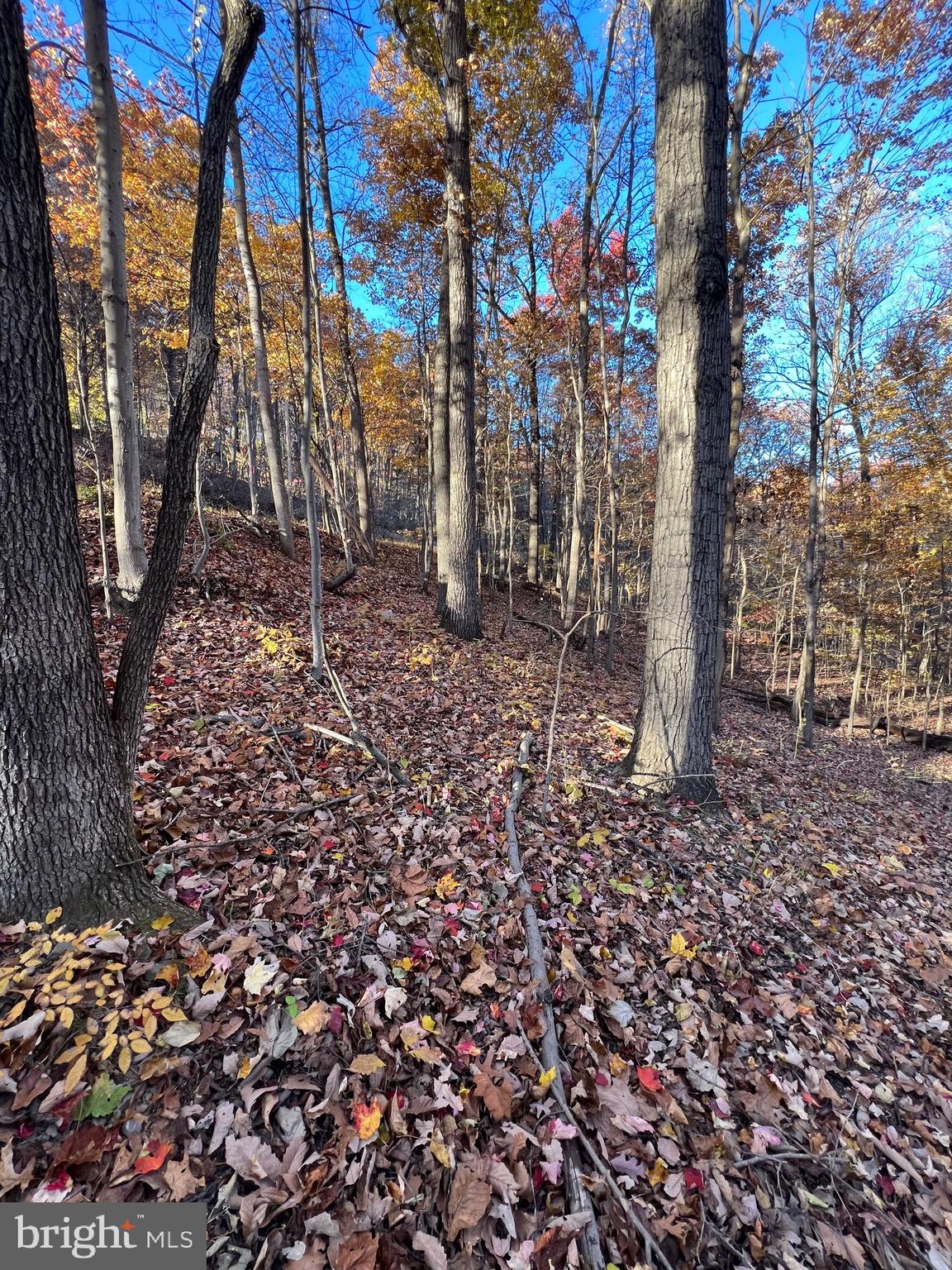 0 Timberline Ridge Road Front Royal, VA 22630 - Photo 8 of 19 a backyard of a house with lots of green space