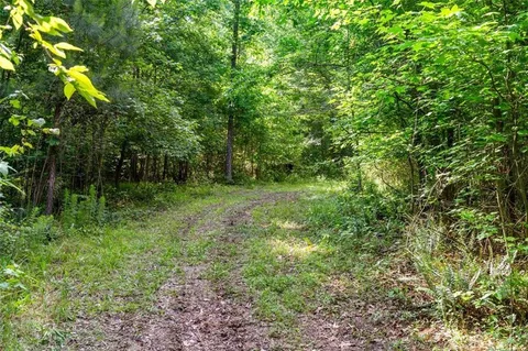 a view of a forest filled with trees