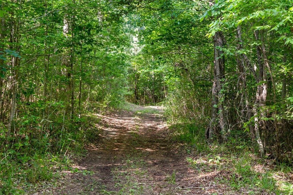 3143 Demooney Road College Park, GA 30349 - Photo 21 of 35 a view of a forest filled with trees