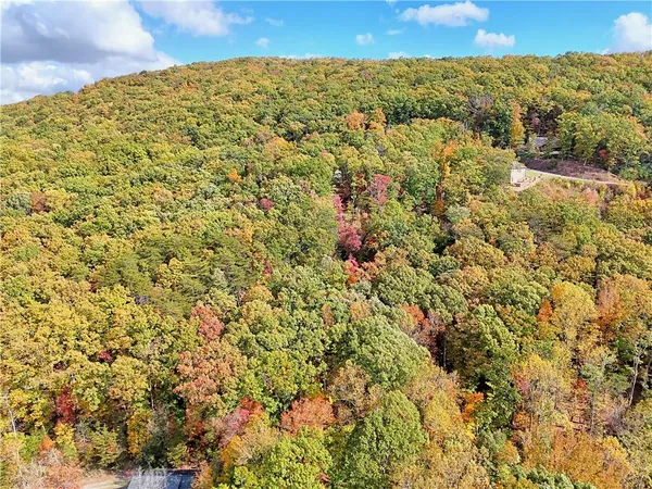 a view of a large trees with plants in front of it