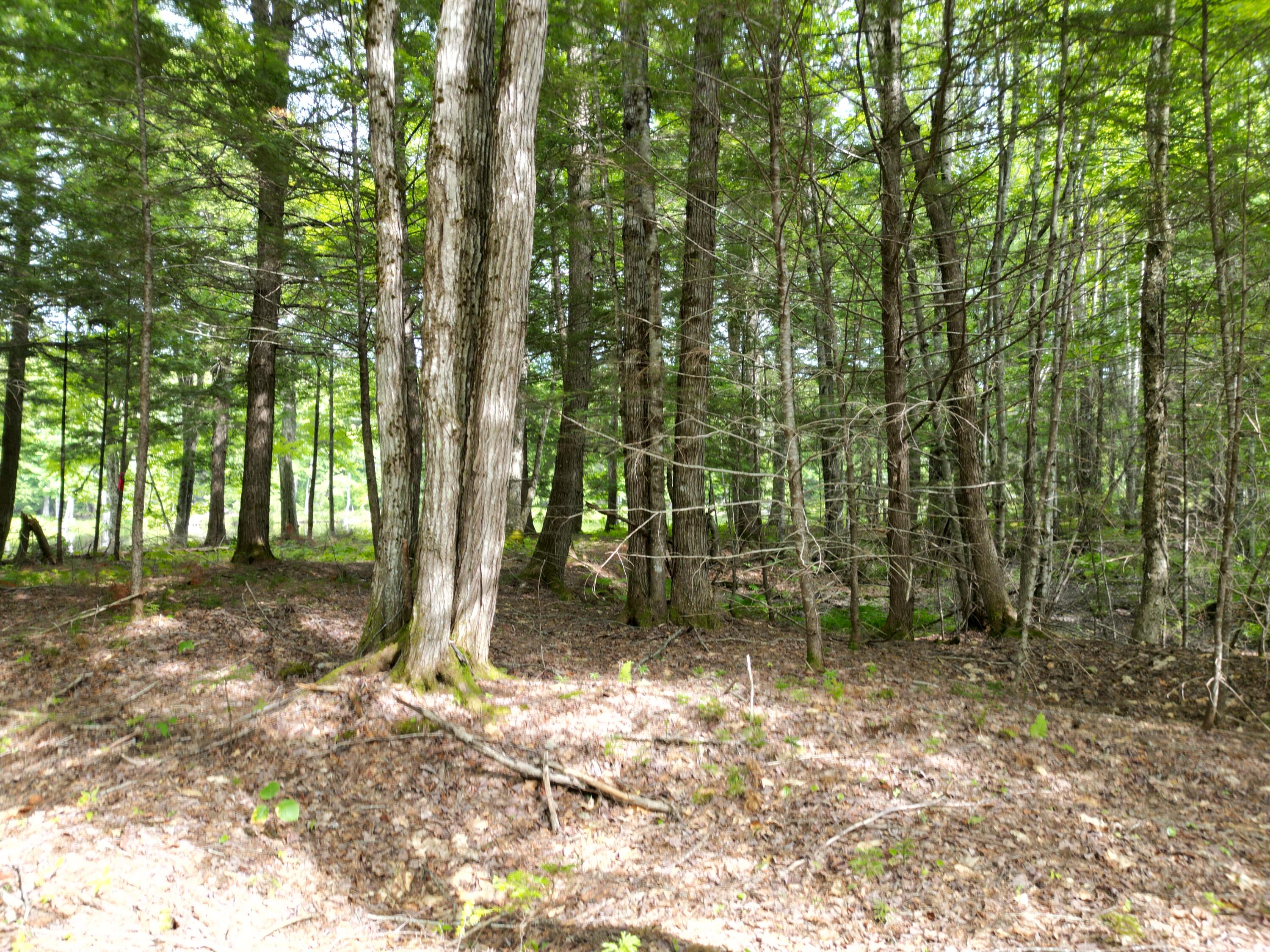 Lot 4 Off Mattamiscontis Road Howland, ME 04448 - Photo 5 of 20 DJI_0074
