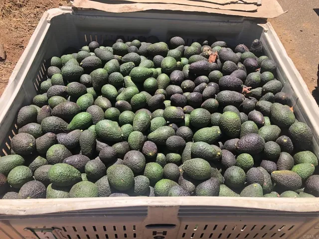 $2,975,000 | 3135 East Valley Parkway, Escondido, CA 92027