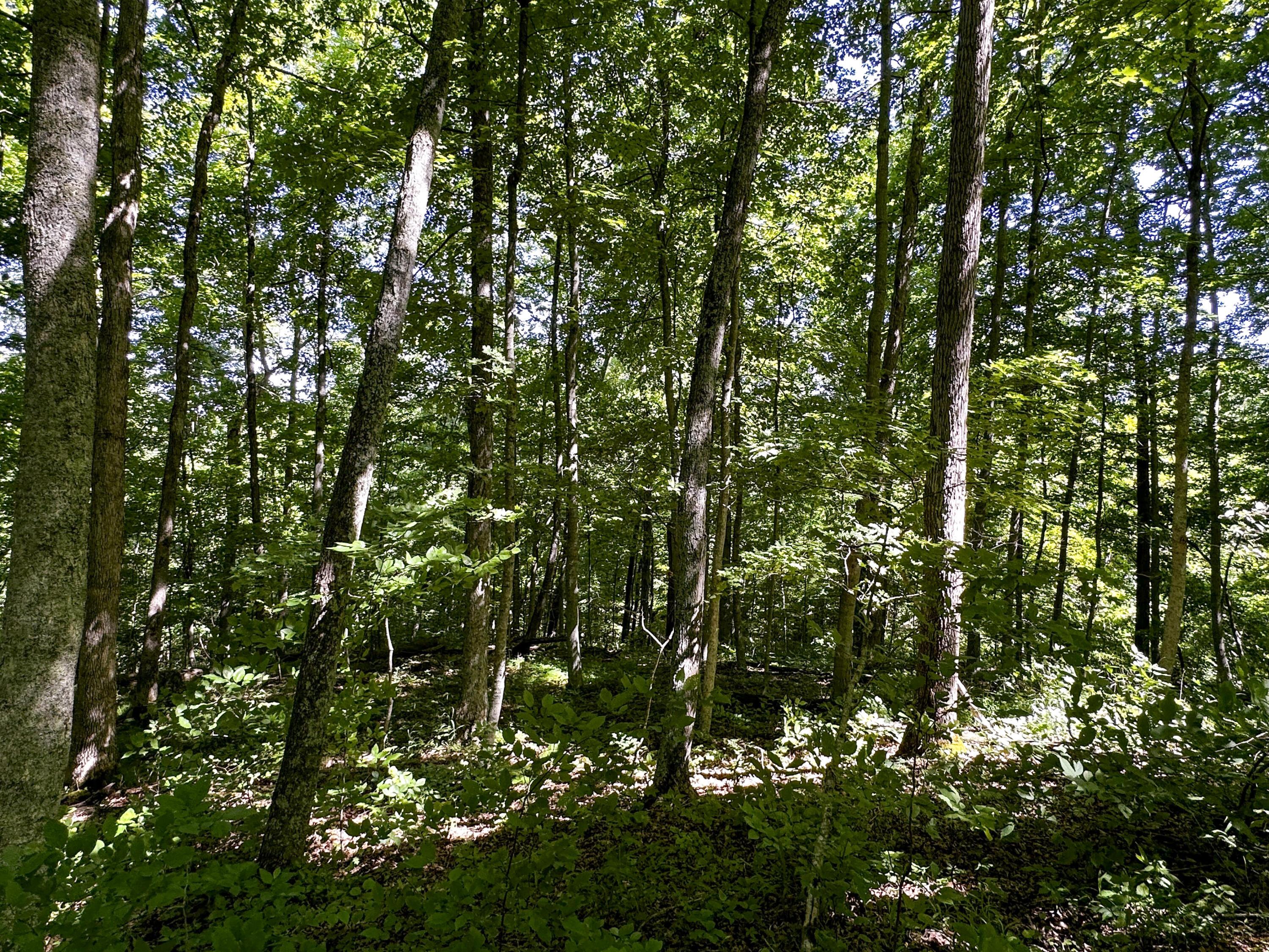1725 Hull Road, Unit TRACT 4 WOODS WAYNE FOREST) Patriot, OH 45658 - Photo 44 of 45 20240607_150640132_iOS