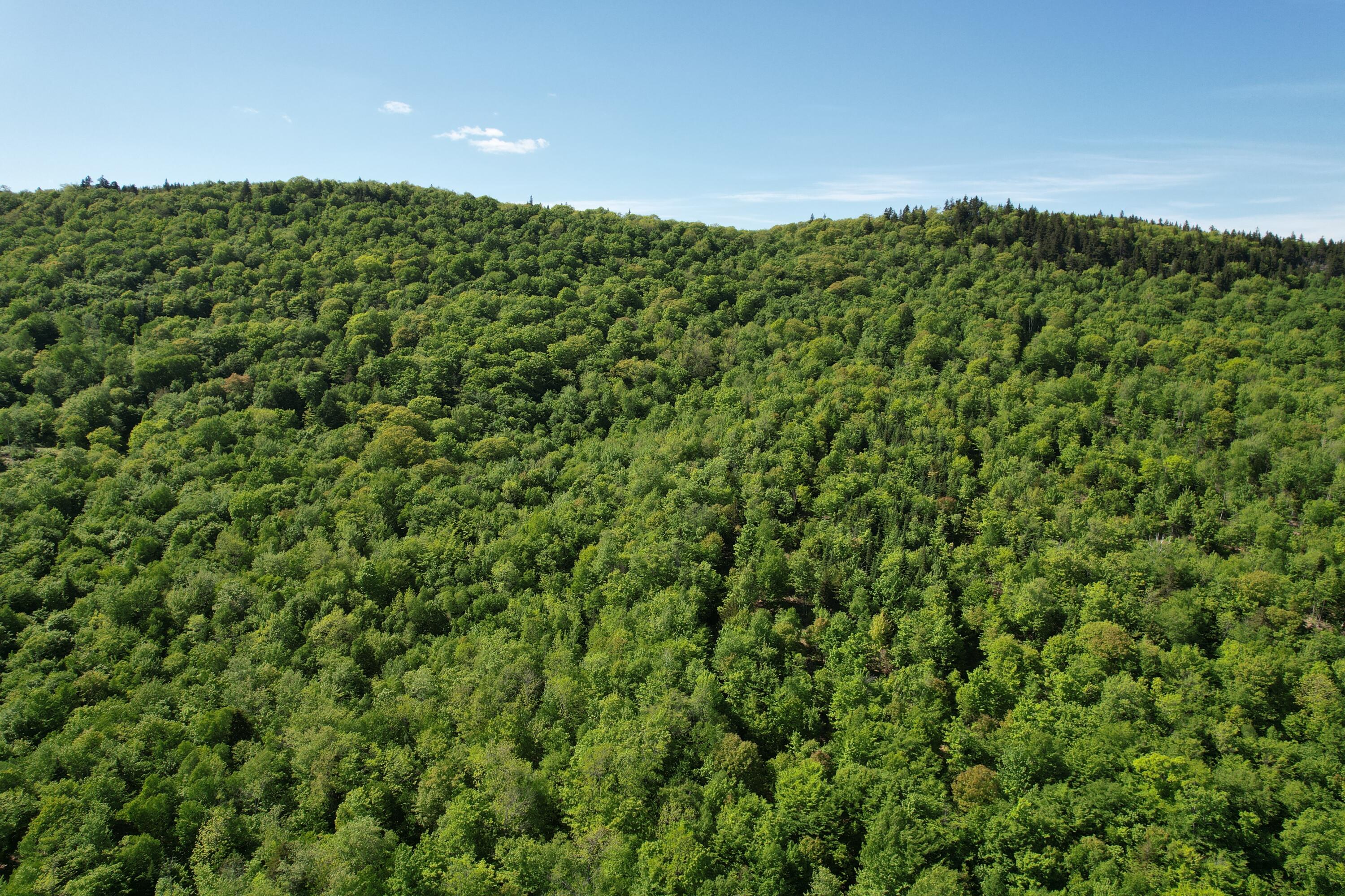 233 Weld Road Phillips, ME 04966 - Photo 24 of 38 DJI_0793