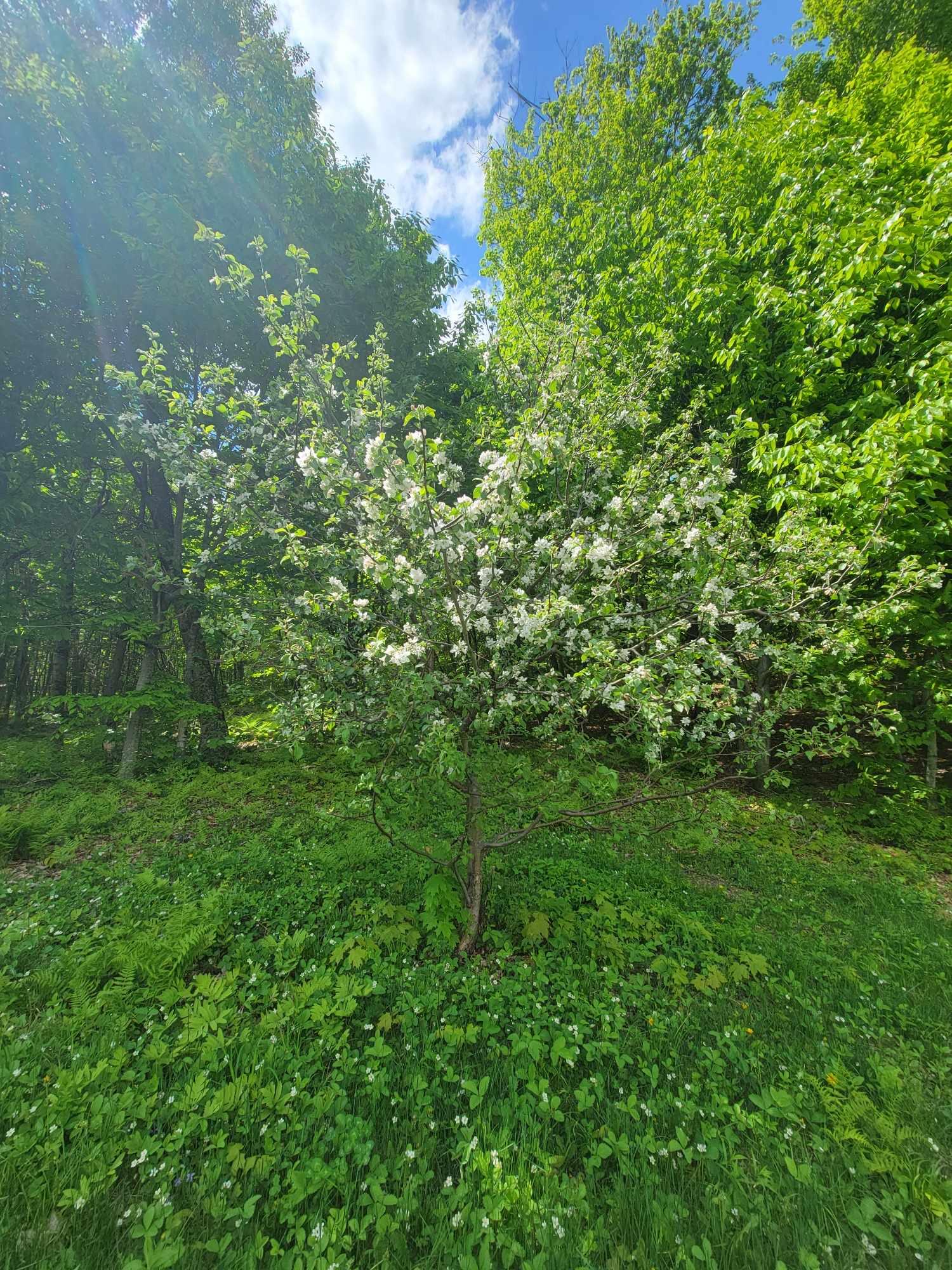 233 Weld Road Phillips, ME 04966 - Photo 28 of 38 IMG_1121