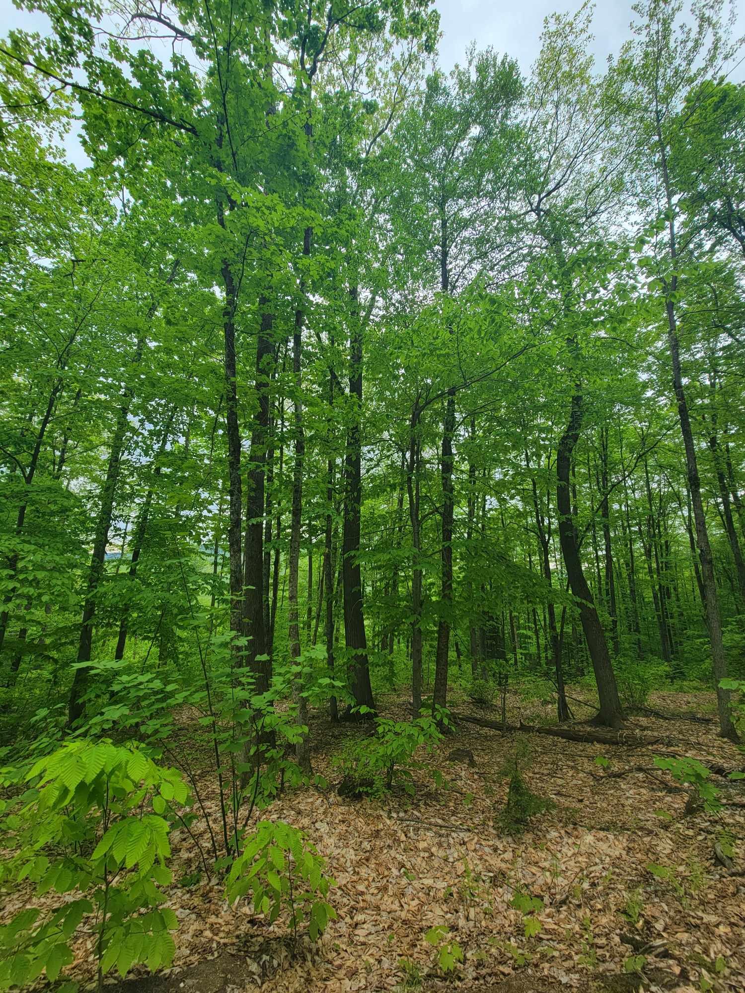 233 Weld Road Phillips, ME 04966 - Photo 34 of 38 IMG_1133