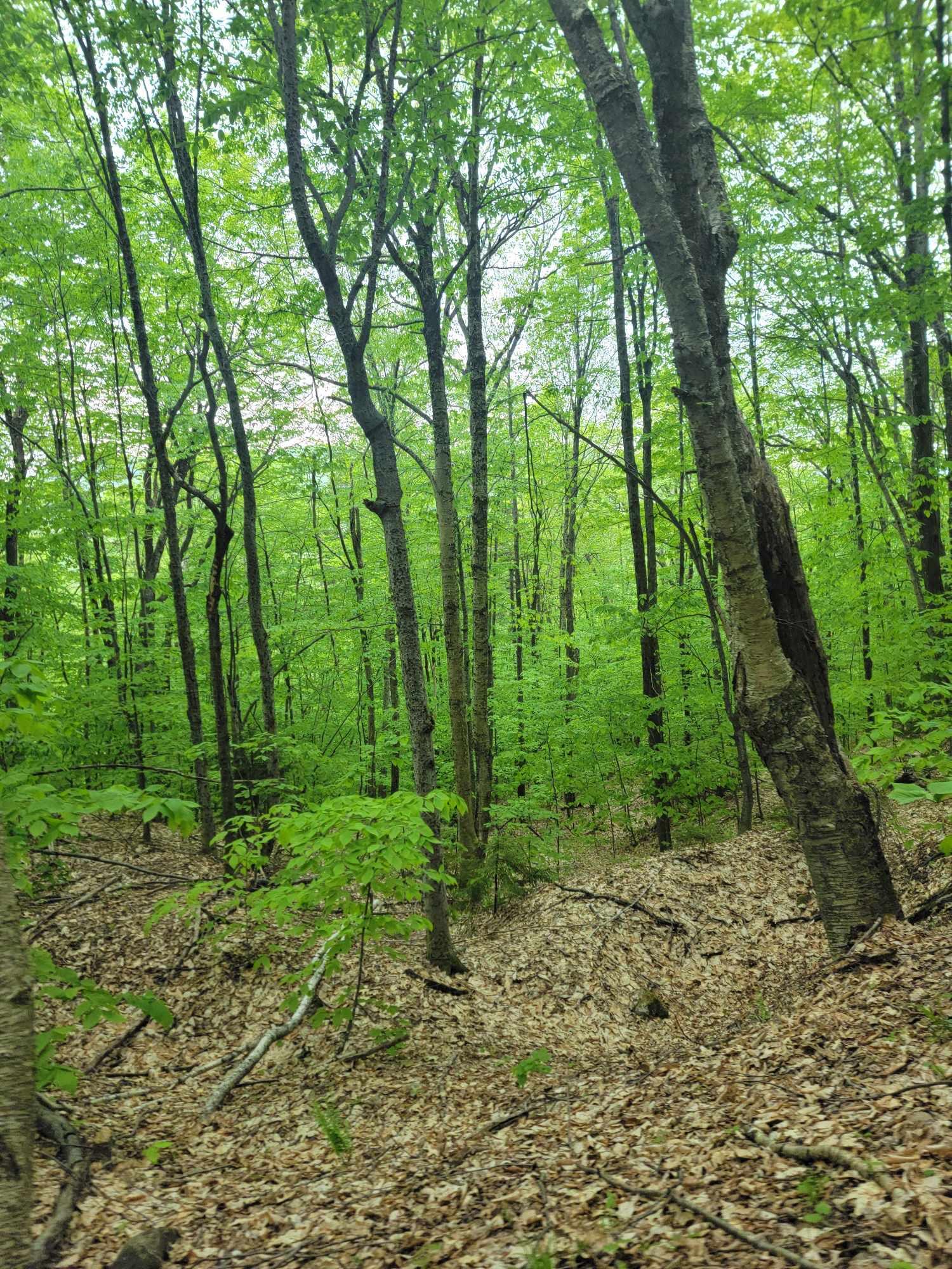 233 Weld Road Phillips, ME 04966 - Photo 37 of 38 IMG_1139