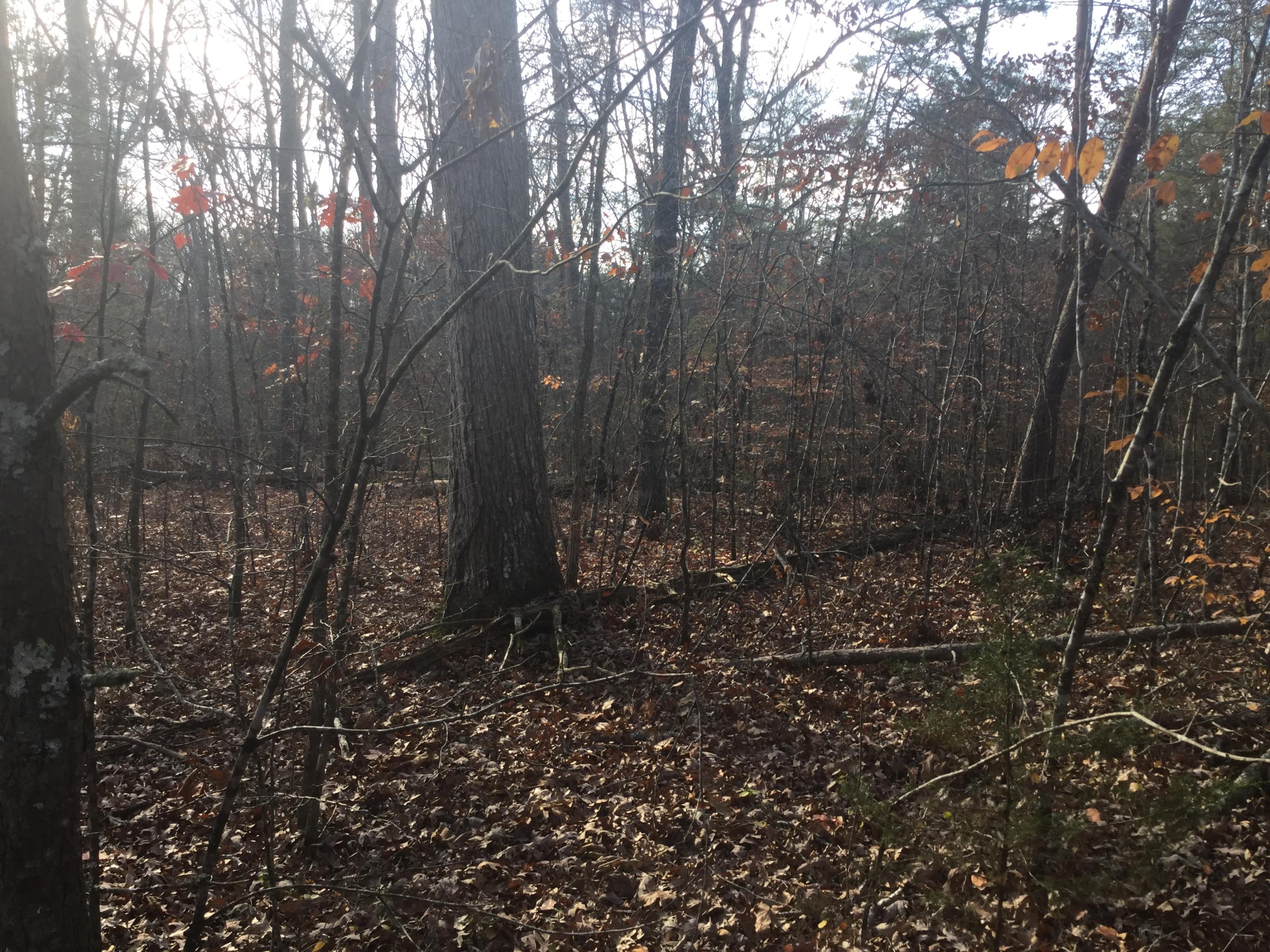 Lot 18 Pryor Road Maryville, TN 37804 - Photo 11 of 12 IMG_0096