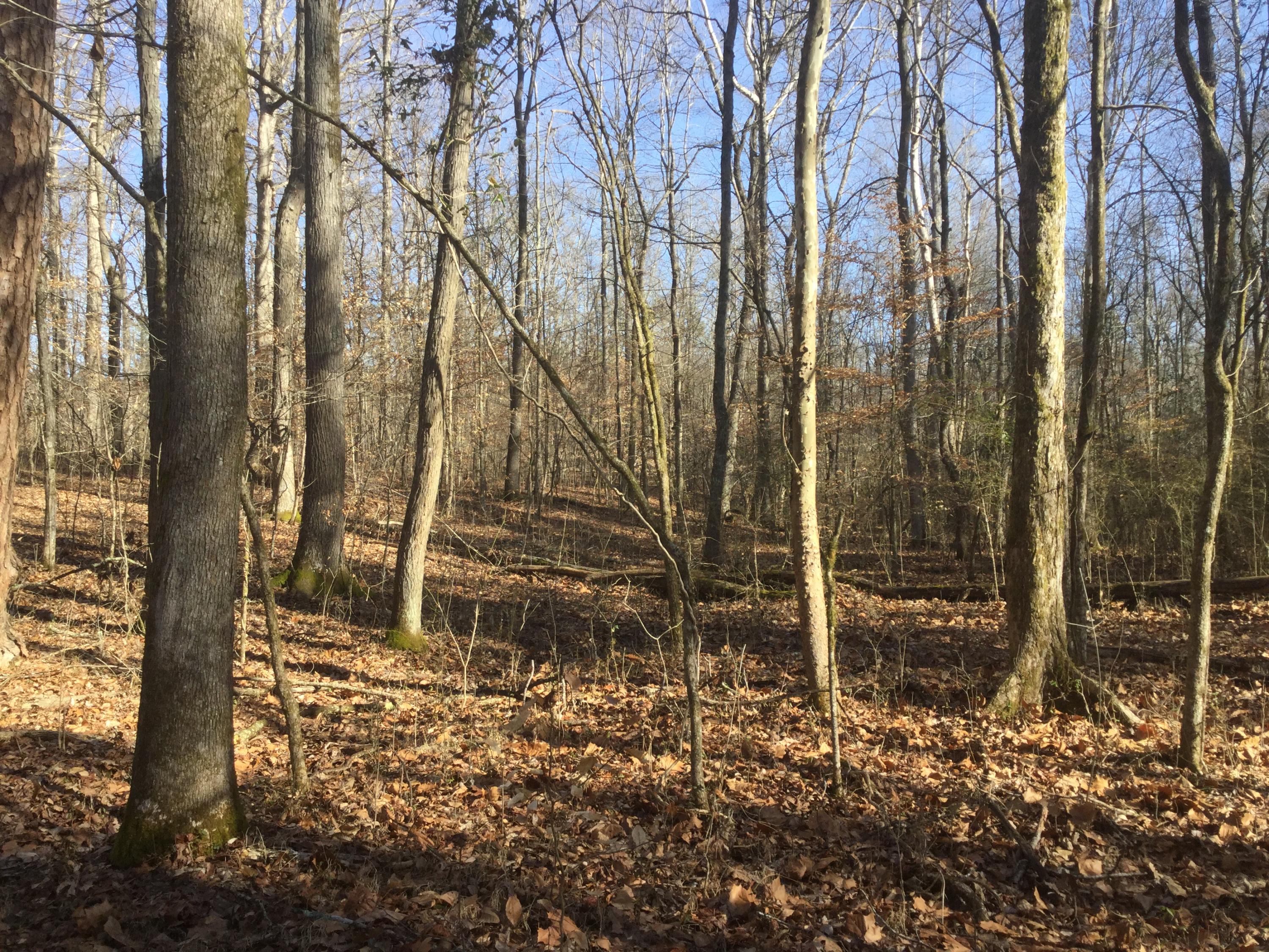 Lot 18 Pryor Road Maryville, TN 37804 - Photo 4 of 12 IMG_0154