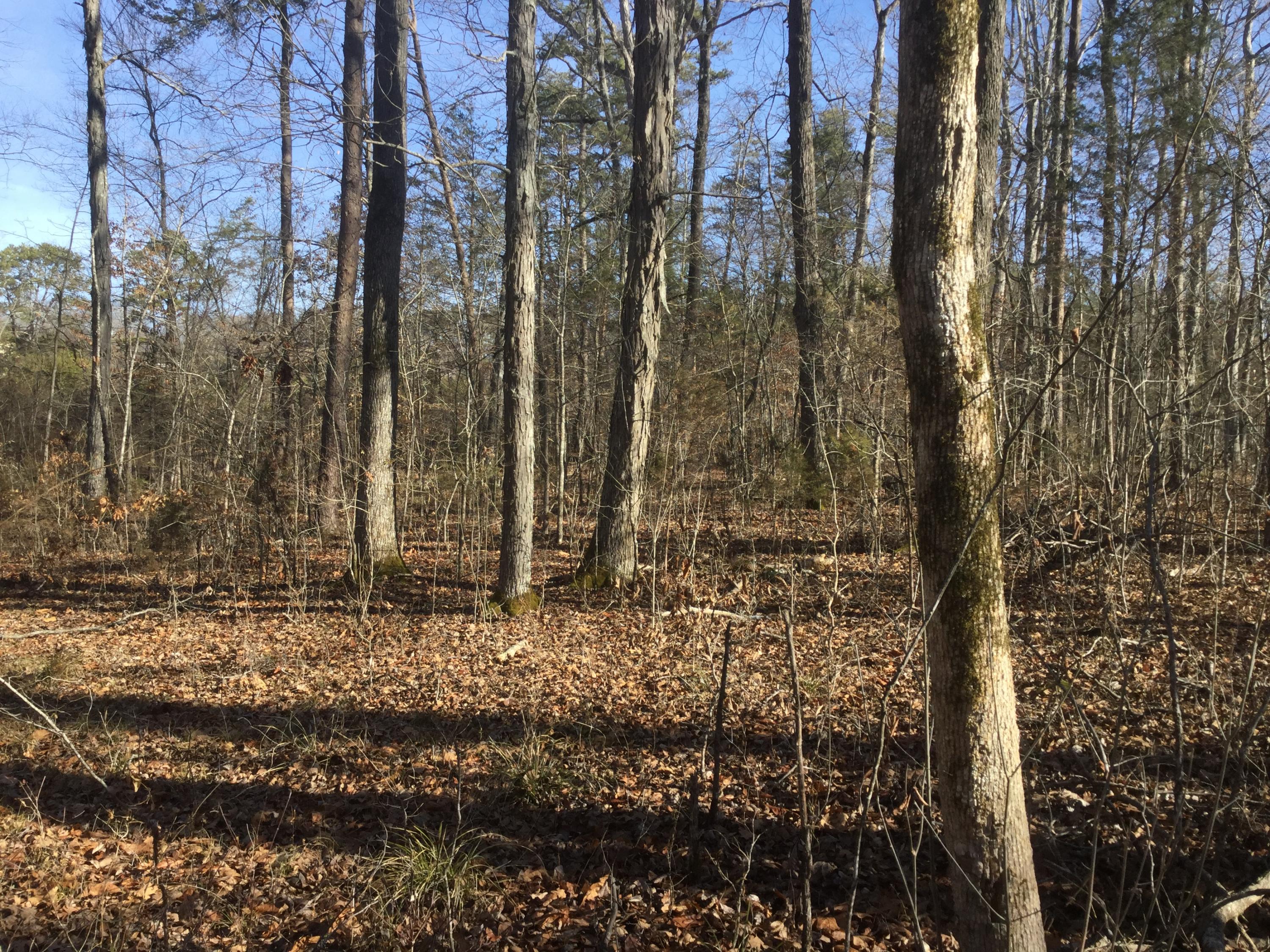 Lot 18 Pryor Road Maryville, TN 37804 - Photo 10 of 12 IMG_0159