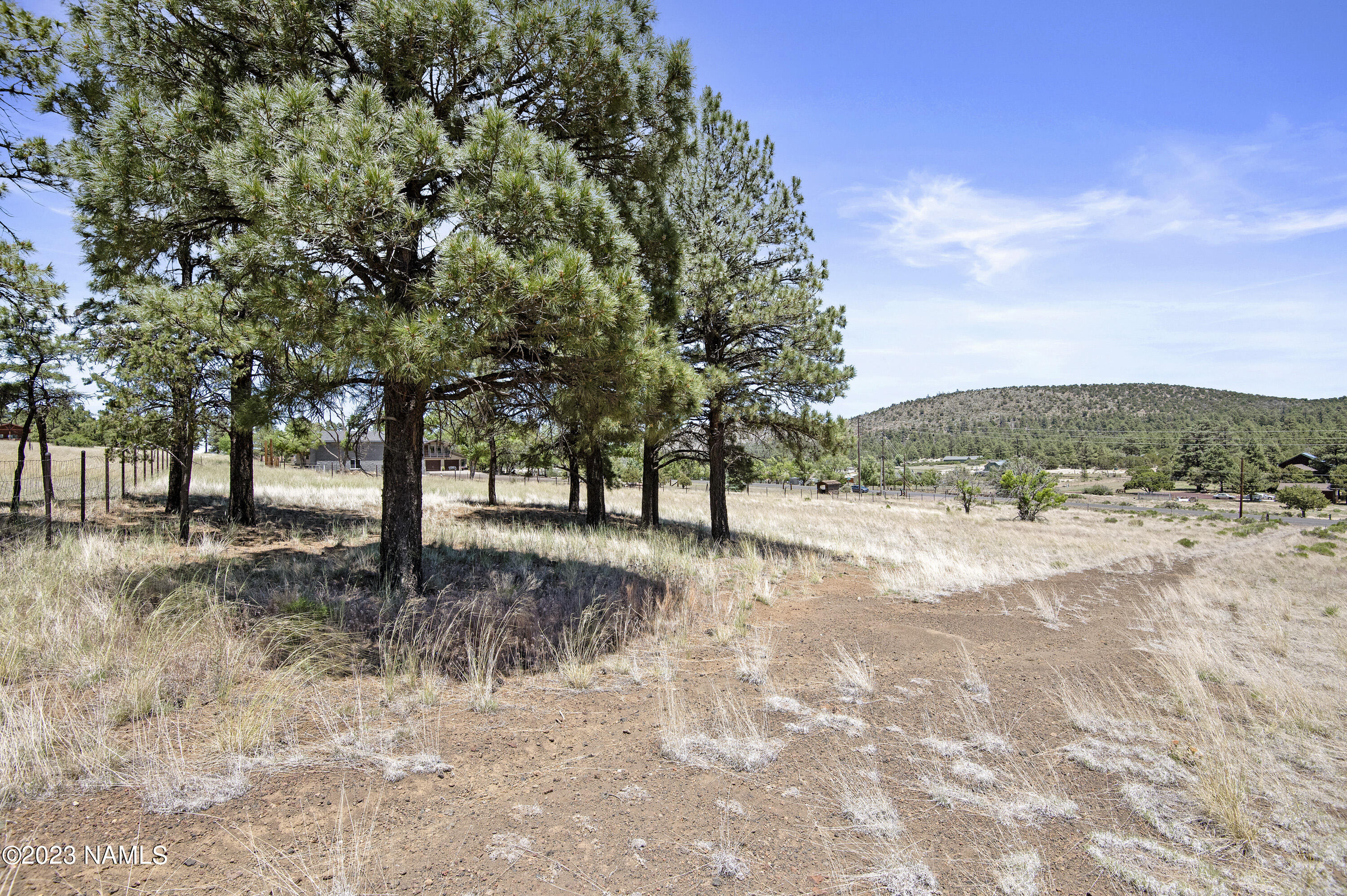 8596 Slayton Ranch Road Flagstaff, AZ 86004 - Photo 7 of 14 Treed Area