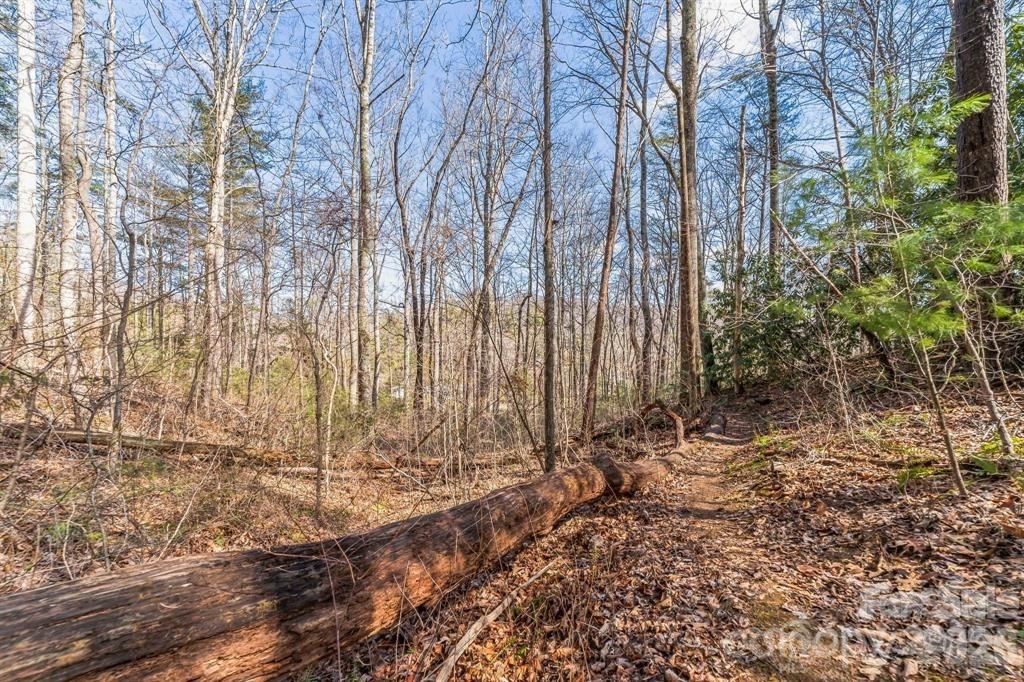 99999 Mill Road Asheville, NC 28805 - Photo 5 of 8 a view of trees with yard