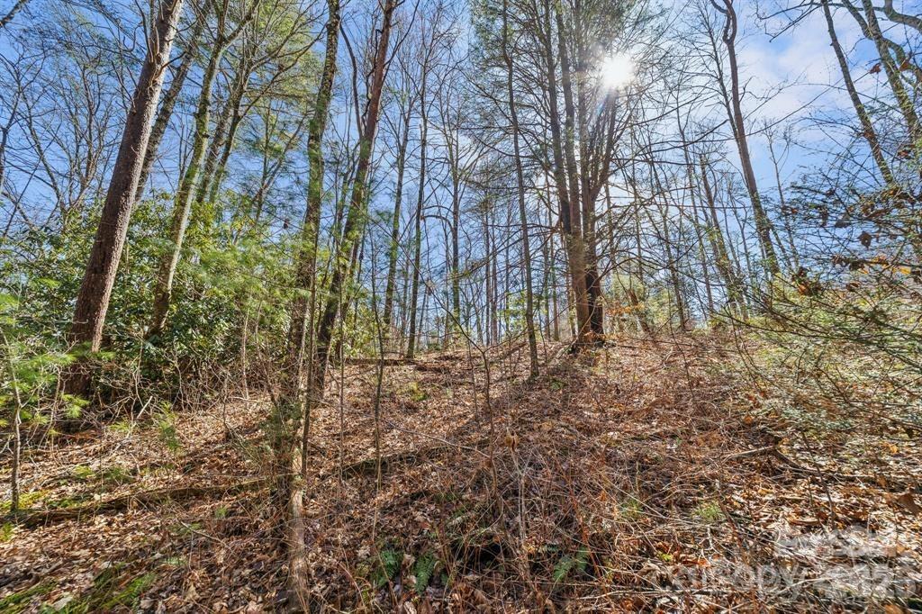 99999 Mill Road Asheville, NC 28805 - Photo 6 of 8 a view of a yard with plants and trees