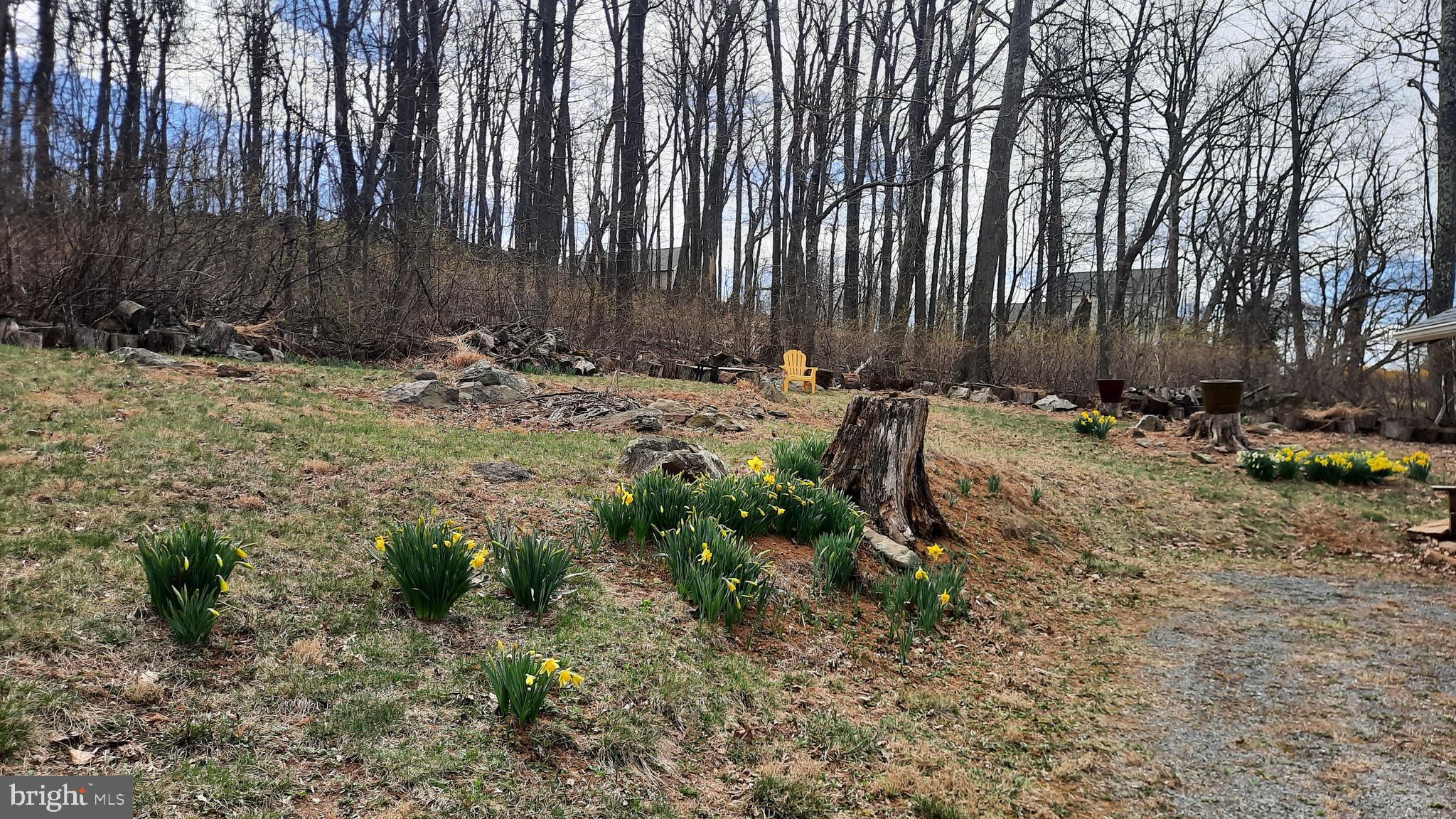 2478 High Top Road Linden, VA 22642 - Photo 4 of 36 a view of a backyard with trees
