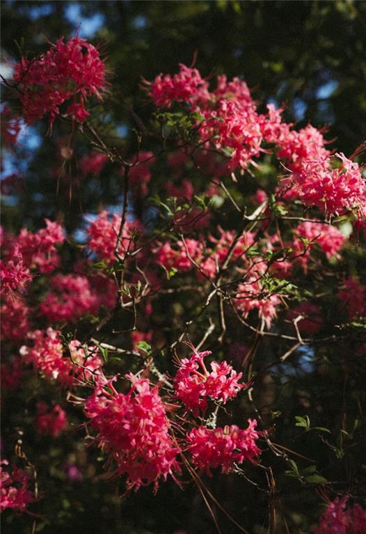 8355 Cedar Grove Road Fairburn, GA 30213 - Photo 34 of 36