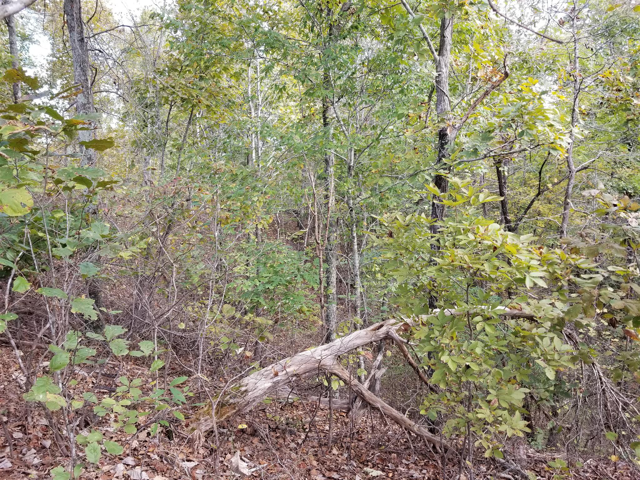 2273 Northfork Road Linden, TN 37096 - Photo 12 of 17 Gallery Image 12