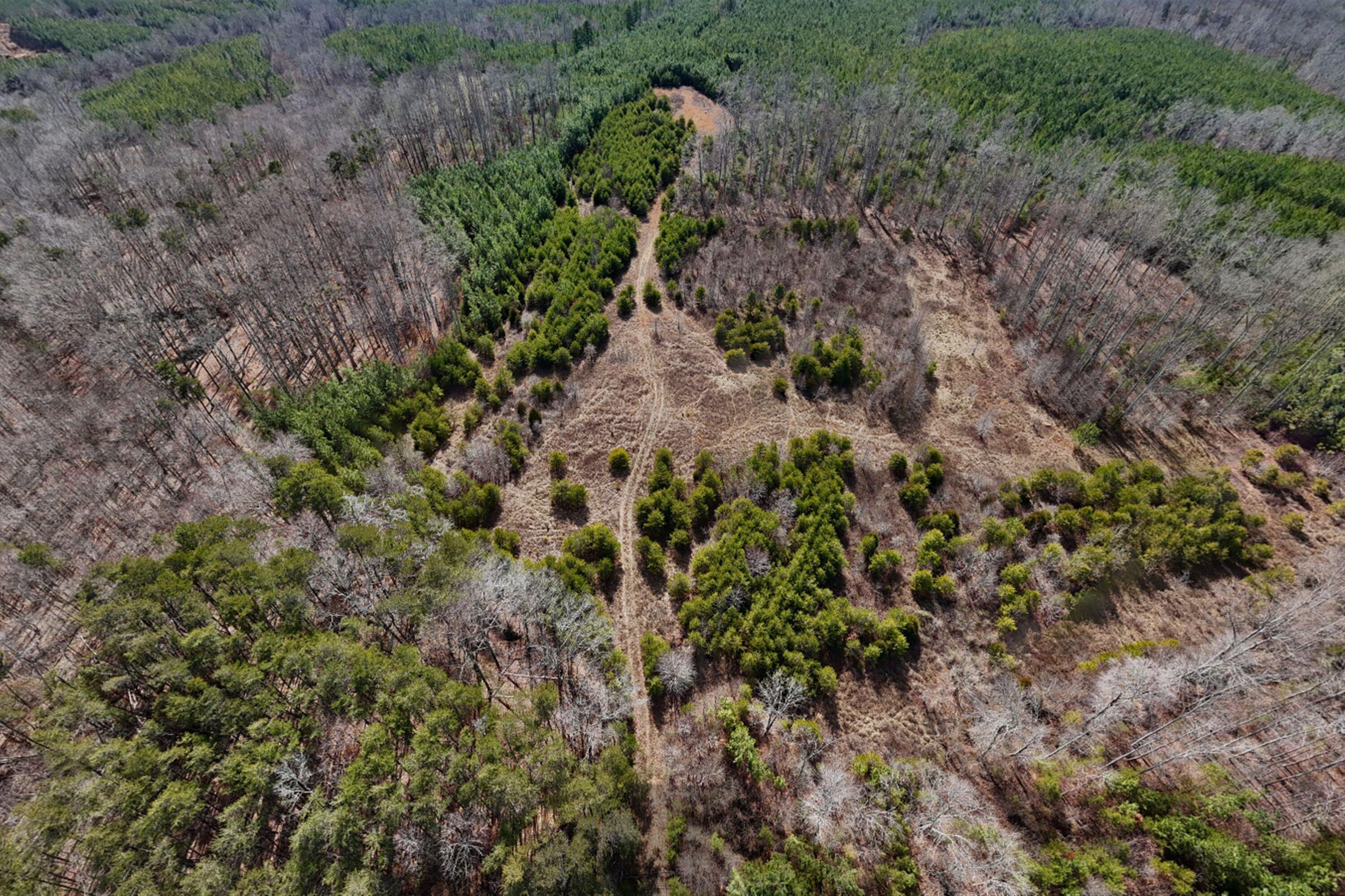 604 Green Farm Road Danville, VA 24540 - Photo 19 of 25 a plant view in yard