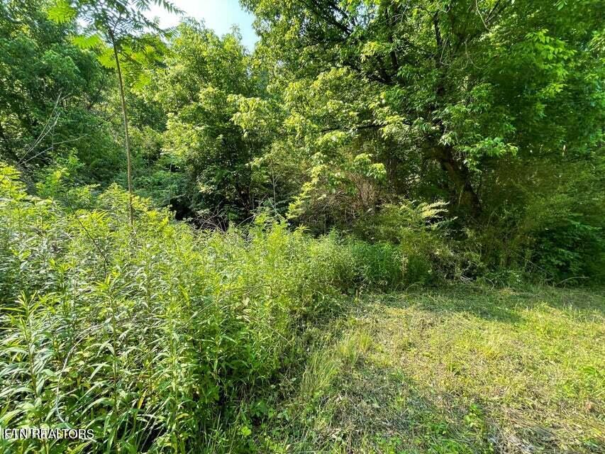 1503 Reliance Road Tellico Plains, TN 37385 - Photo 9 of 54 10