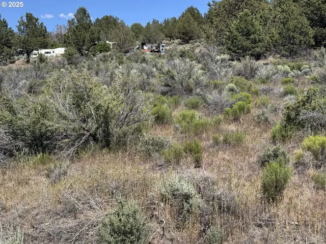a view of a lush green forest with lots of trees