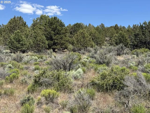 a view of a field of grass and trees