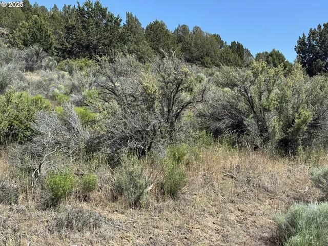 a view of a lush green forest with lots of trees