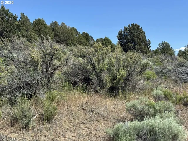 a view of a lush green forest with lots of trees