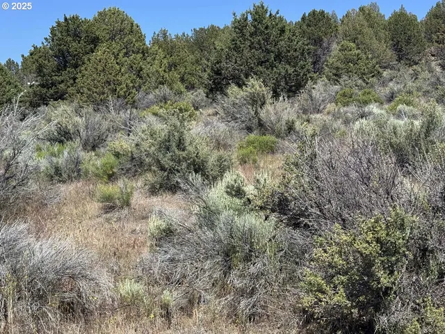 a view of a forest with lots of trees