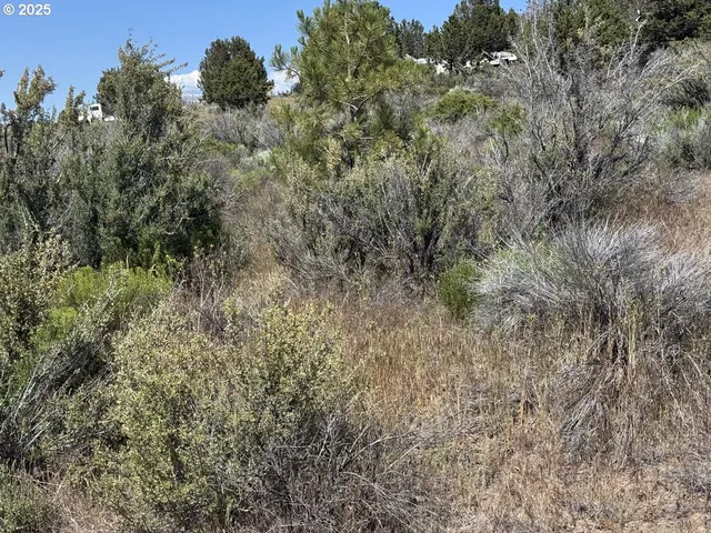 a view of a forest with lots of trees