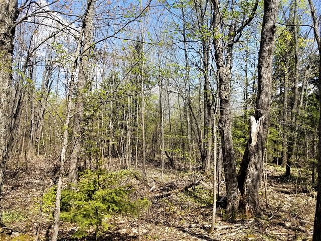 Lot 1 Saxon Road Montreal, WI 54550 - Photo 4 of 10 Gallery Image 4