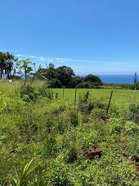 3961 Papalina Road Kalaheo, HI 96741 - Photo 2 of 3 a view of a green field with lots of bushes