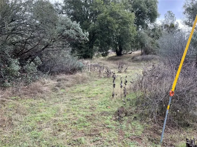 a view of a dry yard with trees