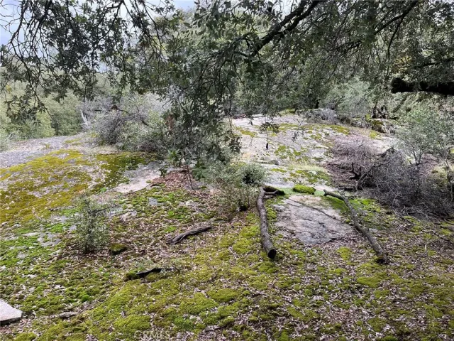 a view of a yard with plants and large trees