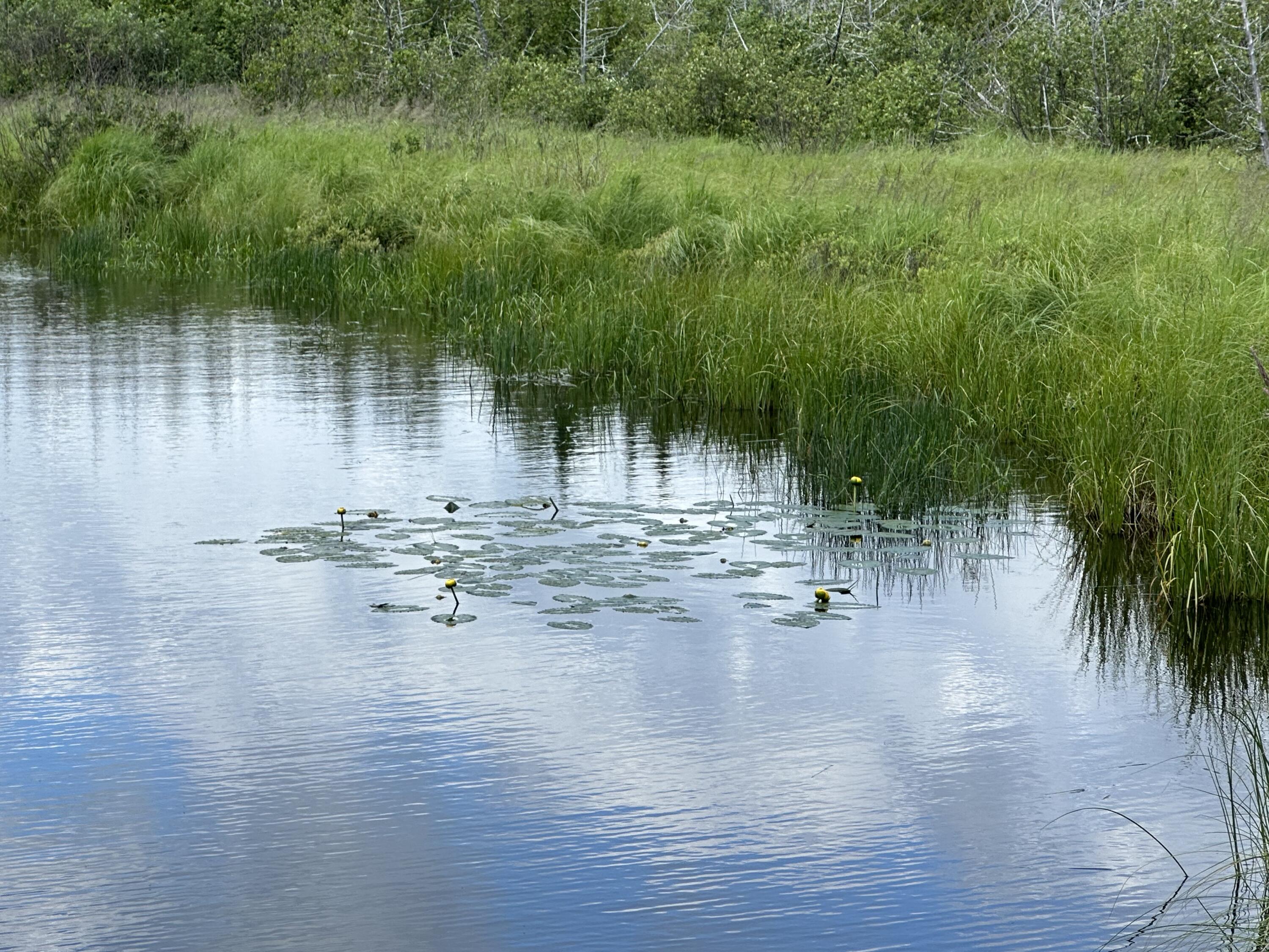 223 Montieth Road Bridgewater, ME 04735 - Photo 49 of 51 IMG_0354