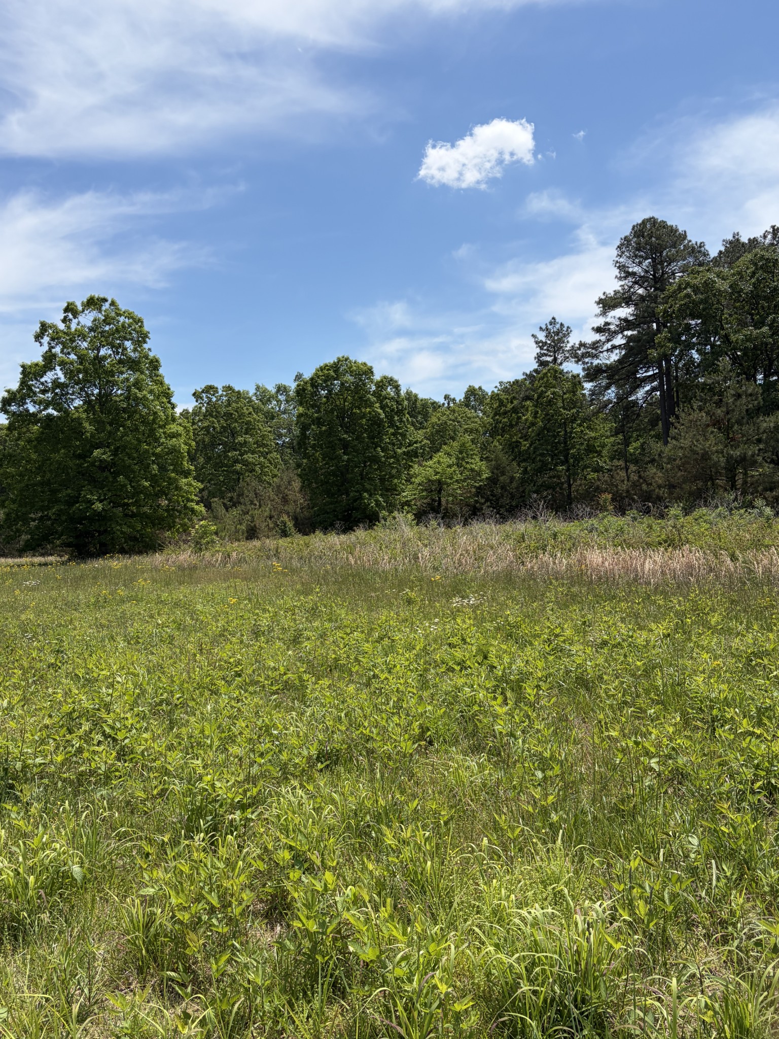 0 Fortyeight Creek Road Waynesboro, TN 38485 - Photo 4 of 4