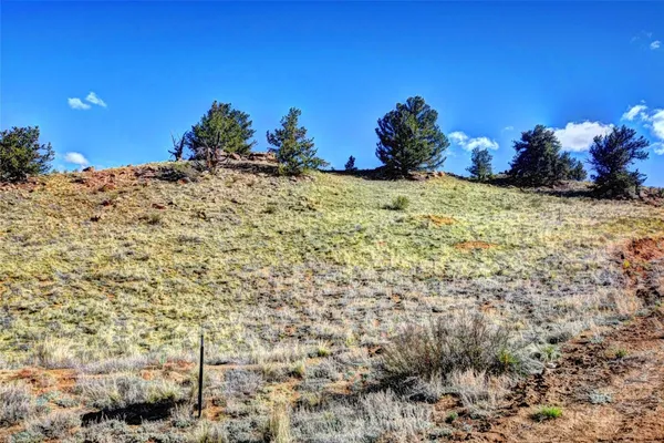 a view of a bunch of flowers