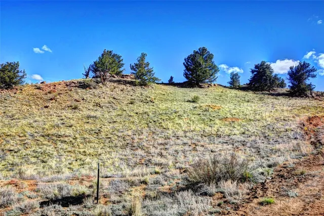 a view of a bunch of flowers