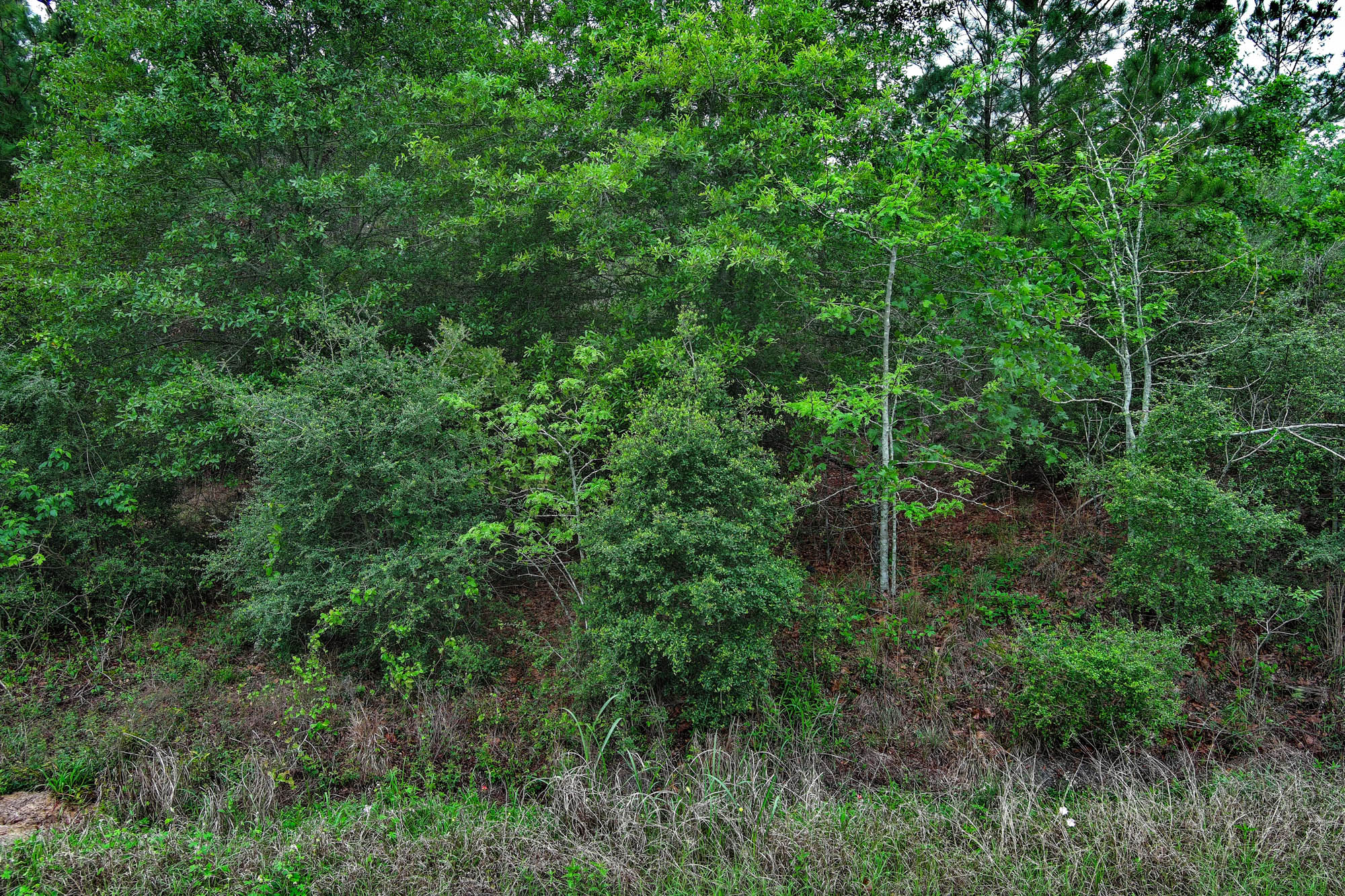 453 Kelley Road East Bastrop, TX 78602 - Photo 14 of 20 a view of a forest with a house in a forest