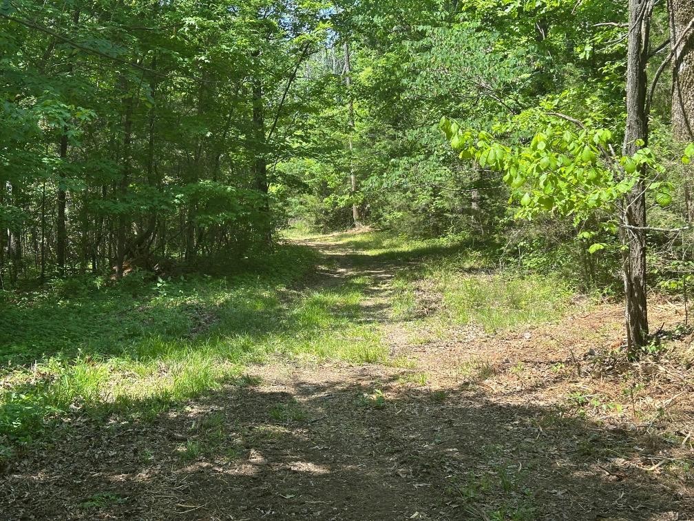 10515 Paw Paw Springs Road Arrington, TN 37014 - Photo 12 of 13 a view of a yard with a tree