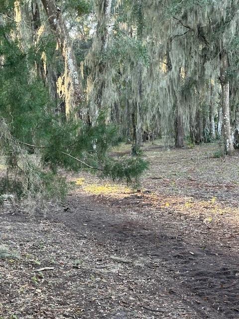 374 Sisco Road Pomona Park, FL 32181 - Photo 16 of 51 a view of a yard with plants and trees