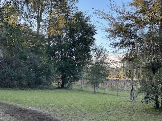 a view of a trees in a park