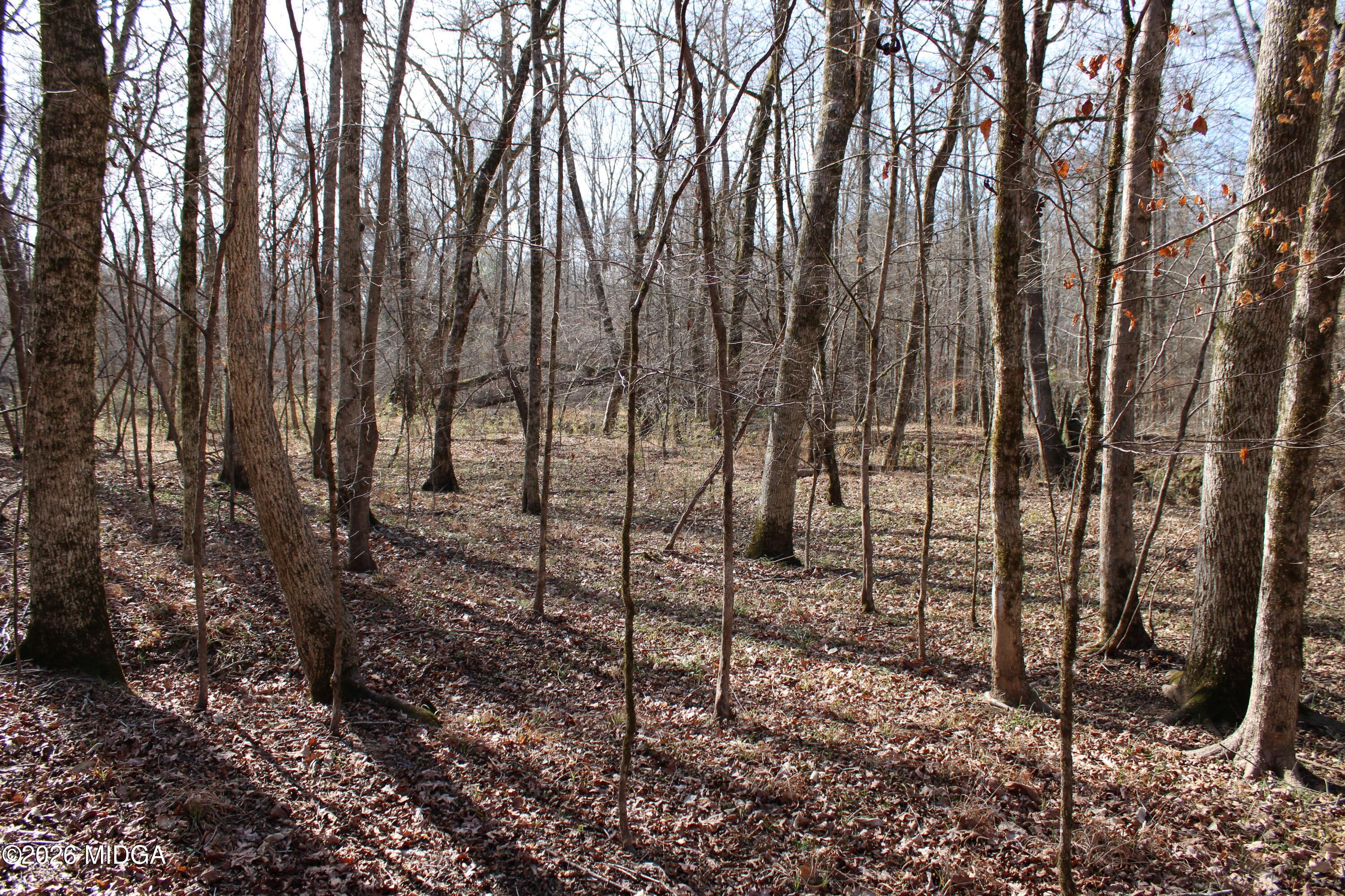 0 Greensboro Road Northwest Union Point, GA 30669 - Photo 12 of 42 a view of a yard with lots of trees