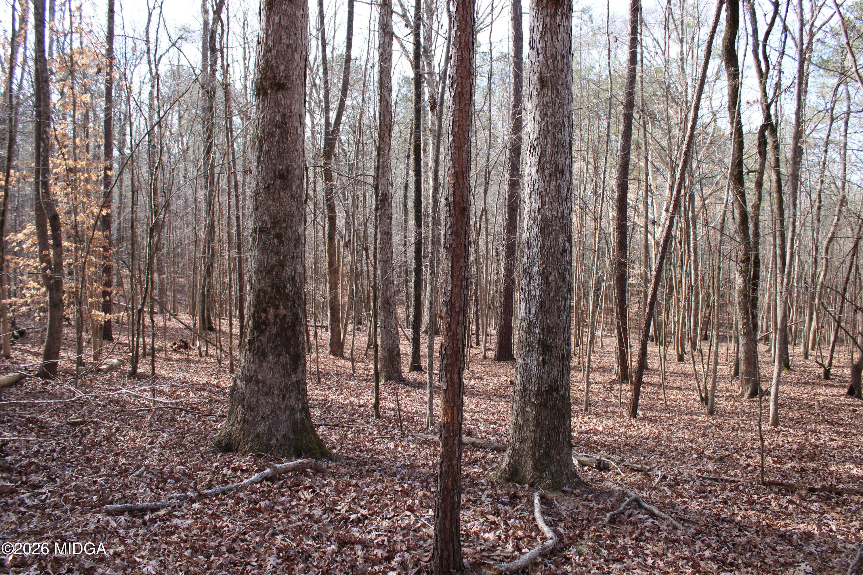 0 Greensboro Road Northwest Union Point, GA 30669 - Photo 16 of 42 a view of outdoor space with lots of trees