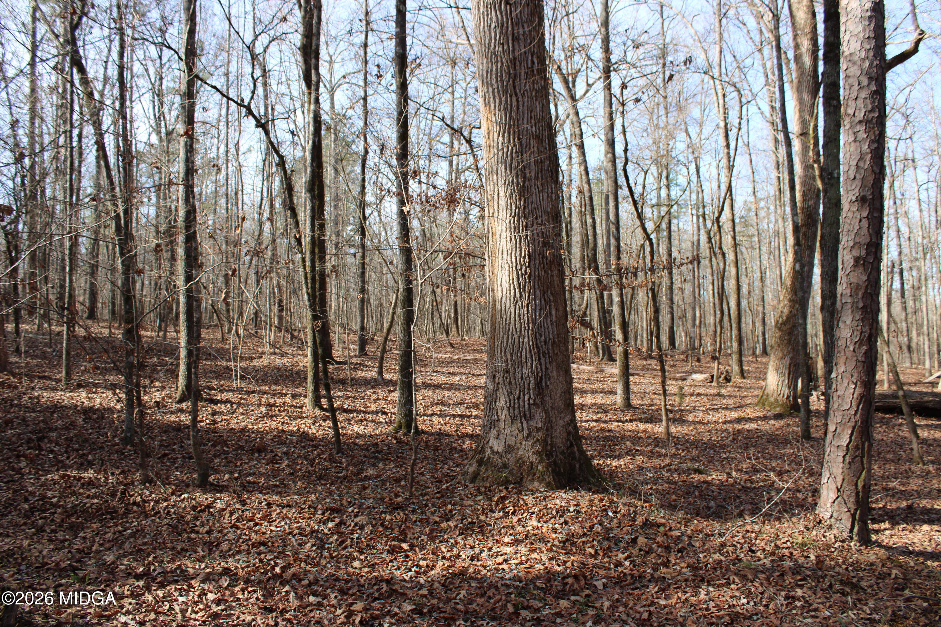 0 Greensboro Road Northwest Union Point, GA 30669 - Photo 21 of 42 a view of outdoor space with lots of trees