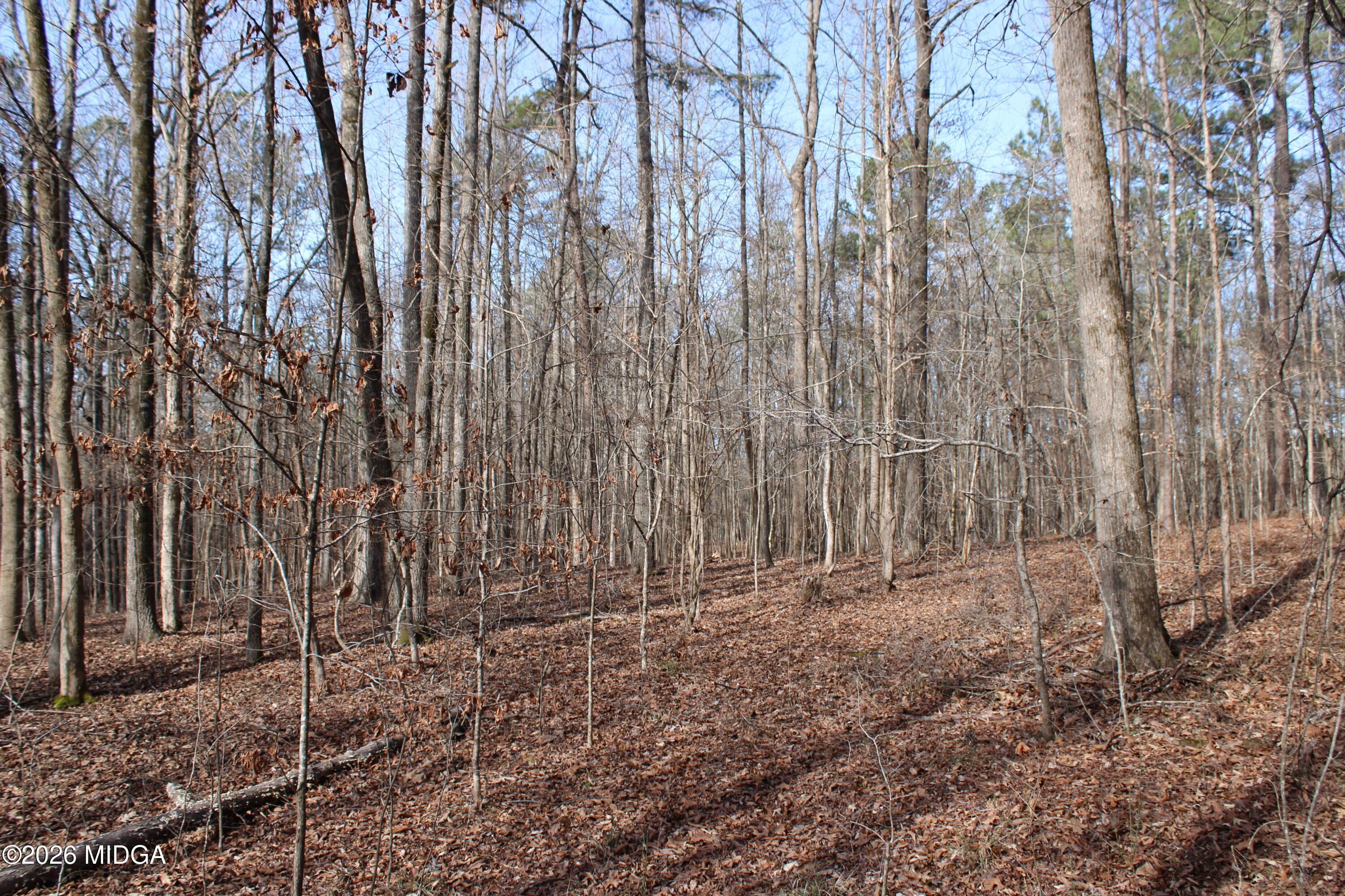 0 Greensboro Road Northwest Union Point, GA 30669 - Photo 23 of 42 a view of backyard with trees