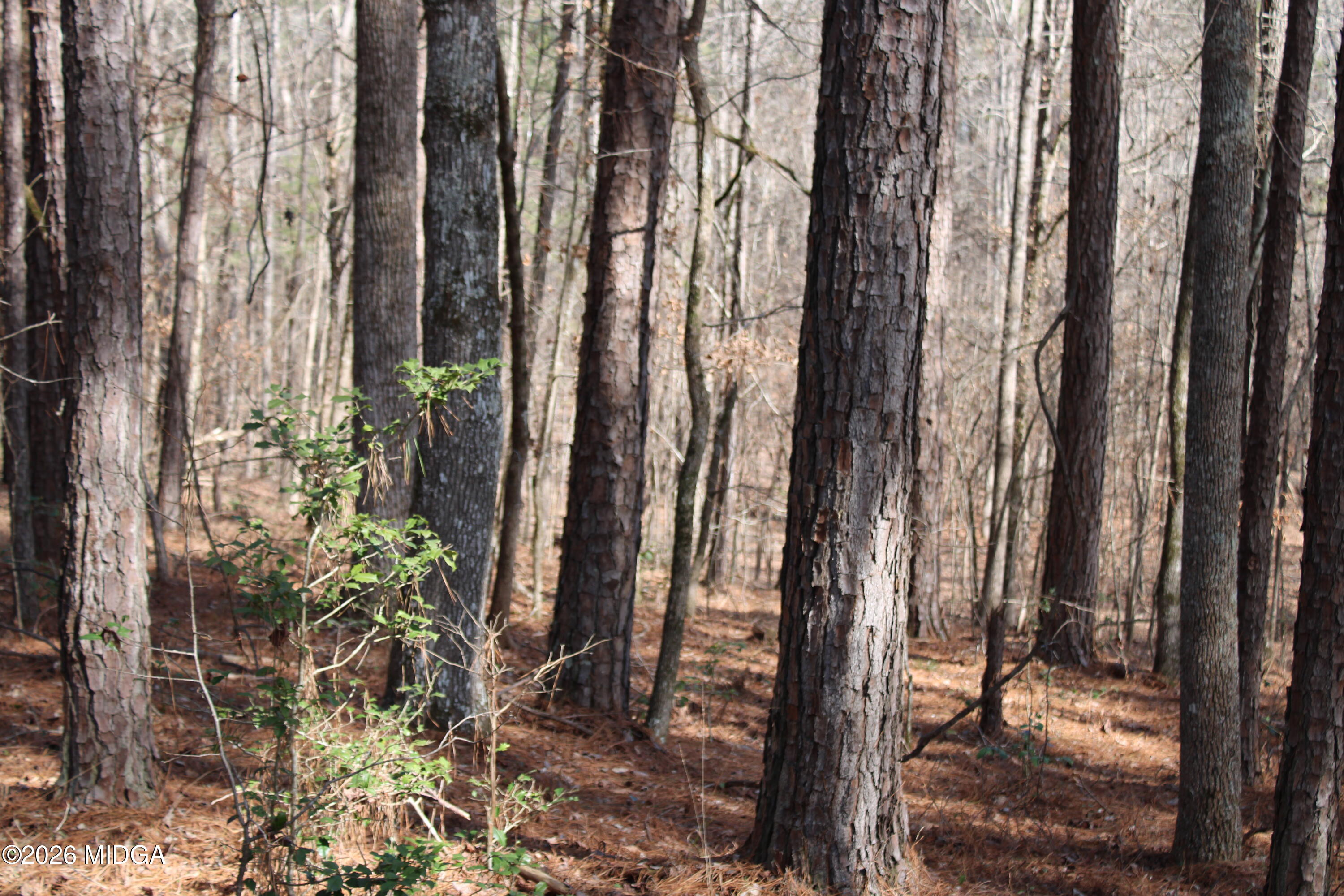 0 Greensboro Road Northwest Union Point, GA 30669 - Photo 31 of 42 a view of outdoor space with lots of trees