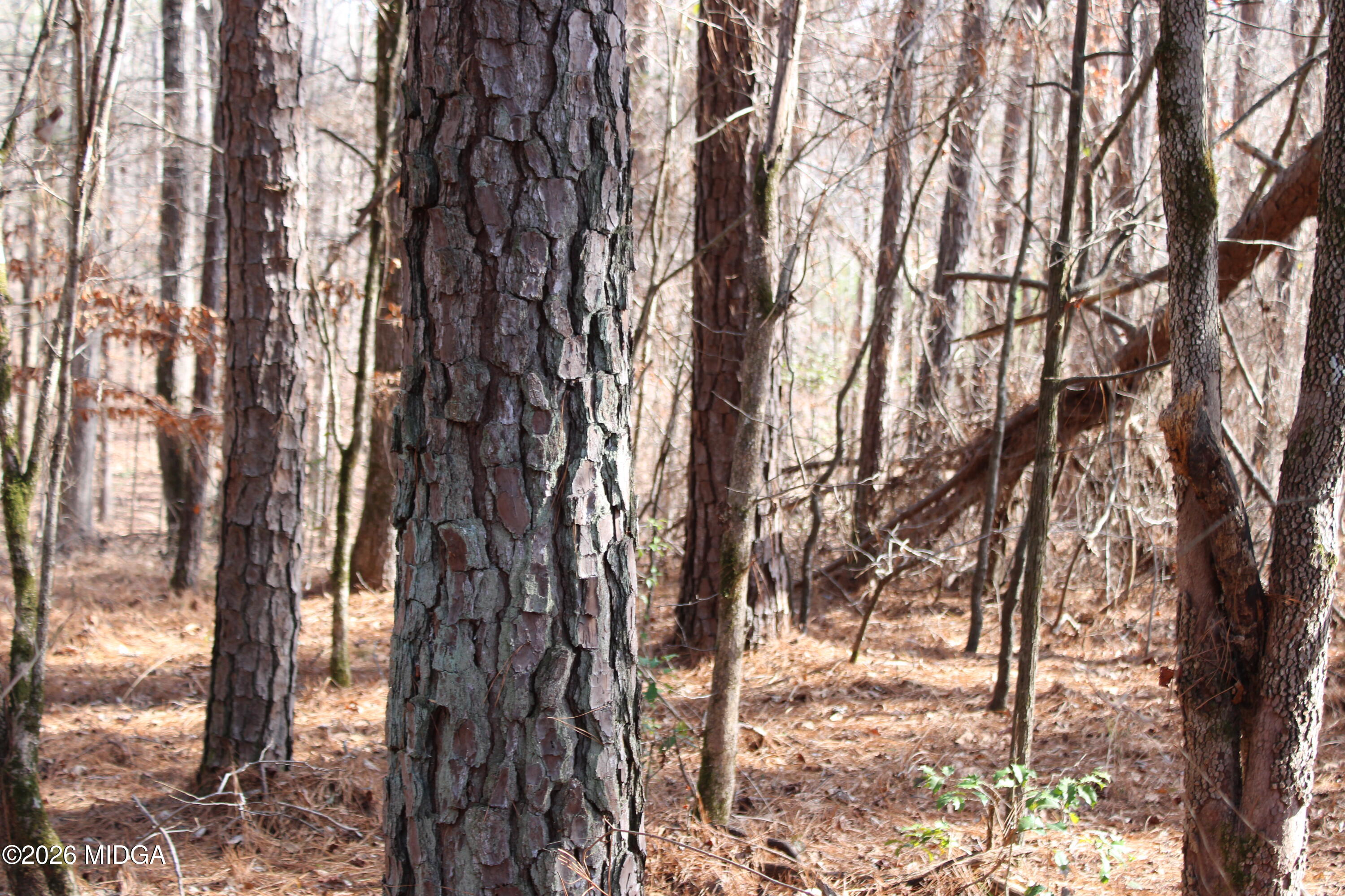 0 Greensboro Road Northwest Union Point, GA 30669 - Photo 32 of 42 a view of trees in between the trees