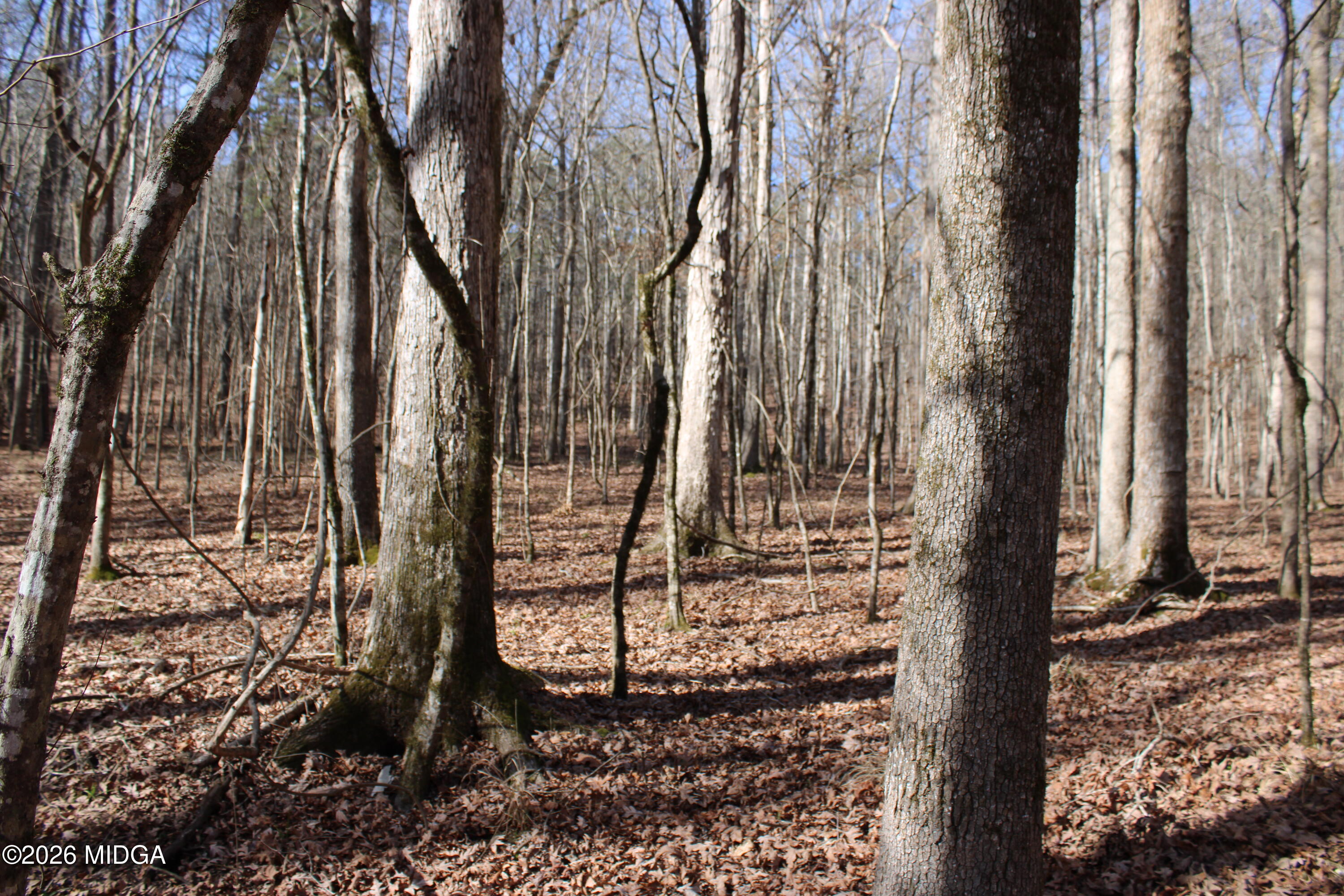 0 Greensboro Road Northwest Union Point, GA 30669 - Photo 33 of 42 a view of a backyard with large trees