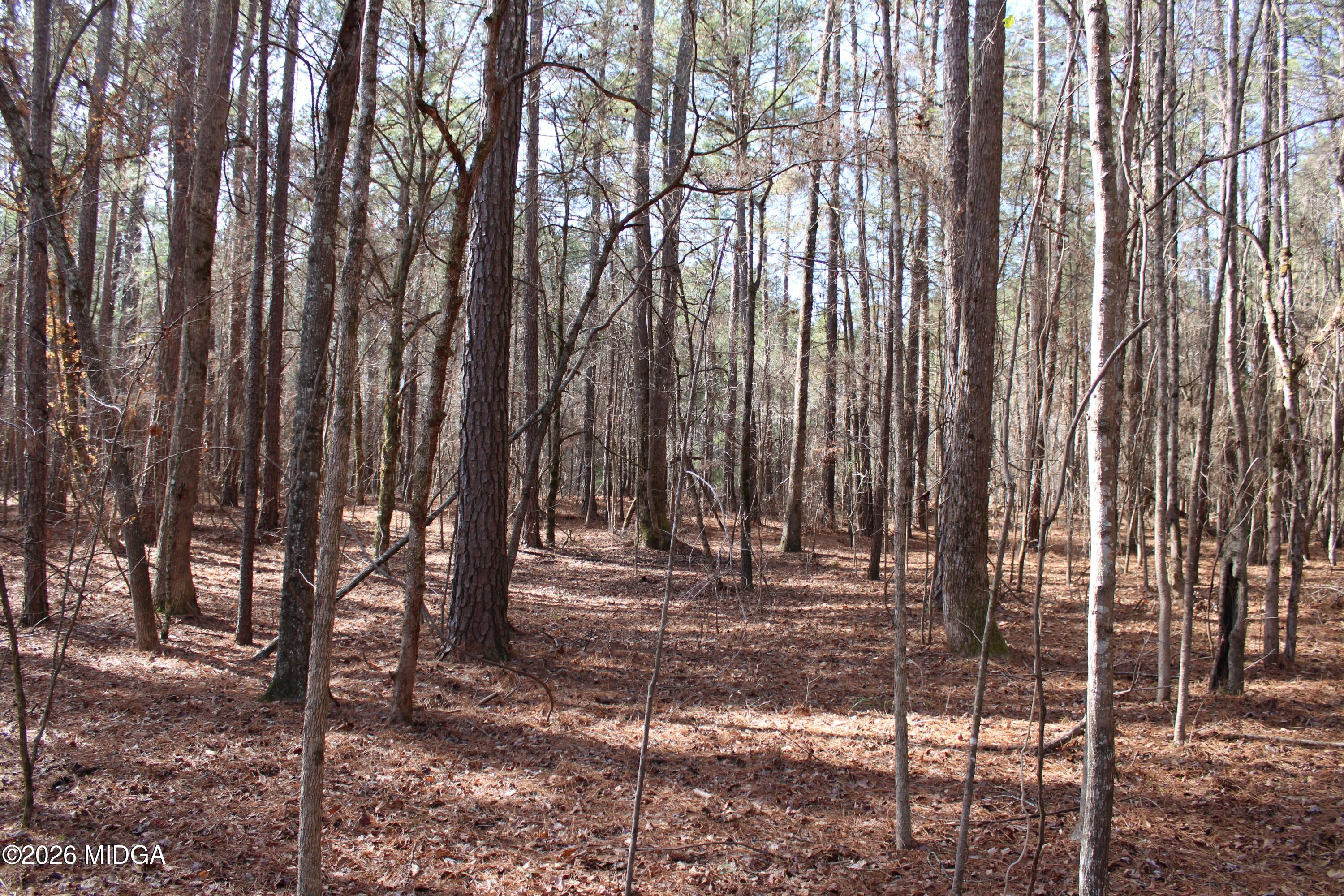0 Greensboro Road Northwest Union Point, GA 30669 - Photo 40 of 42 a view of outdoor space with trees