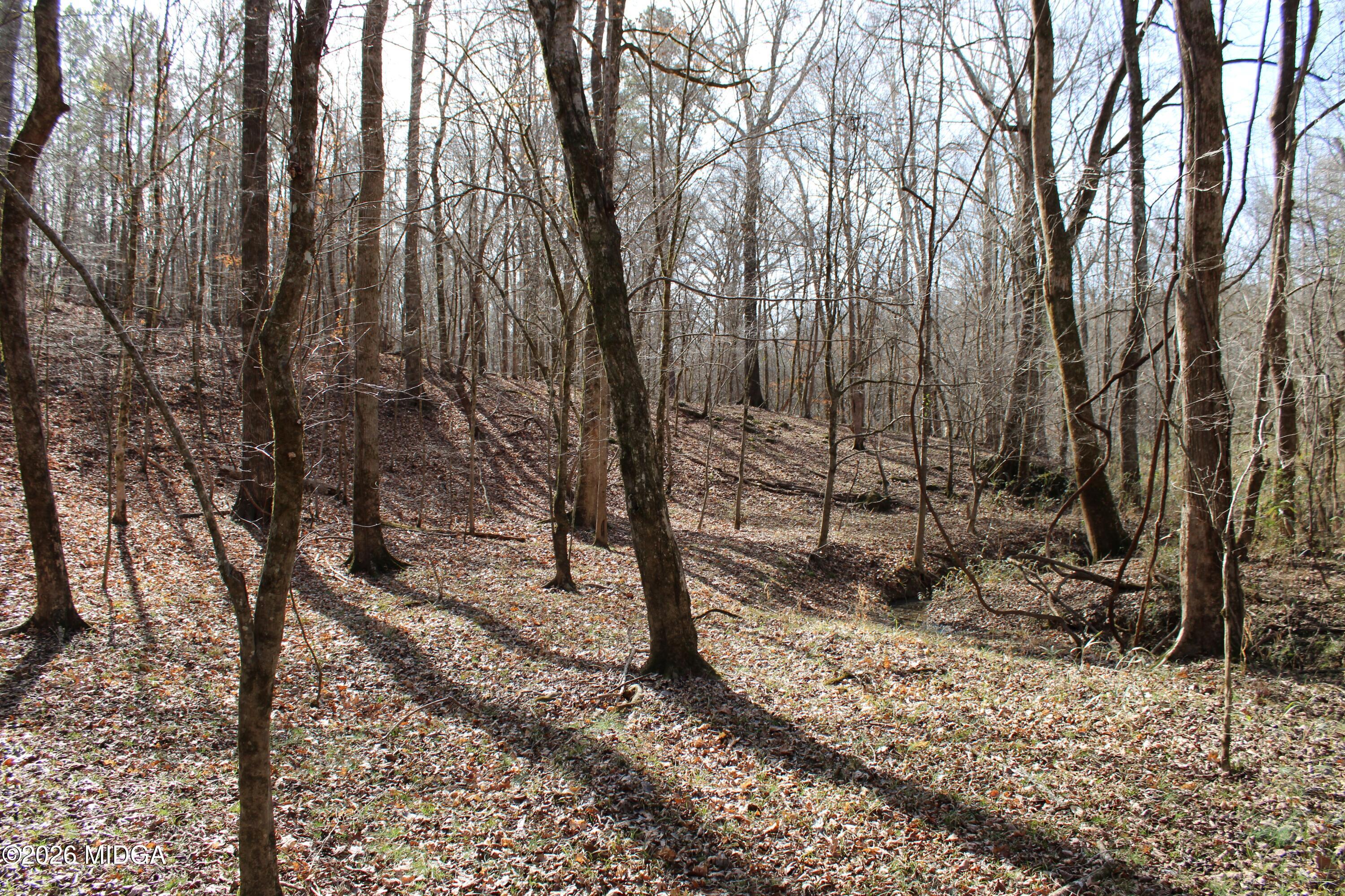 0 Greensboro Road Northwest Union Point, GA 30669 - Photo 9 of 42 a view of a forest filled with trees