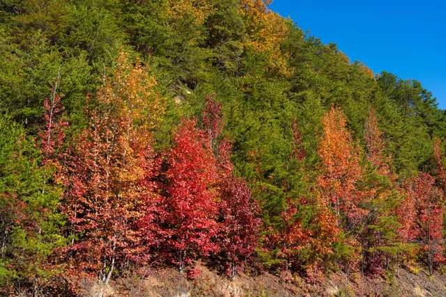 $375,000 | 785 Chestnut Mountain Road, Reliance, TN 37369